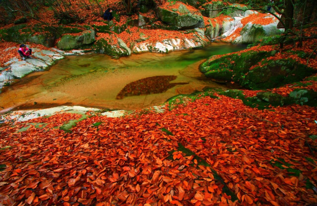 forma, 的一站式服